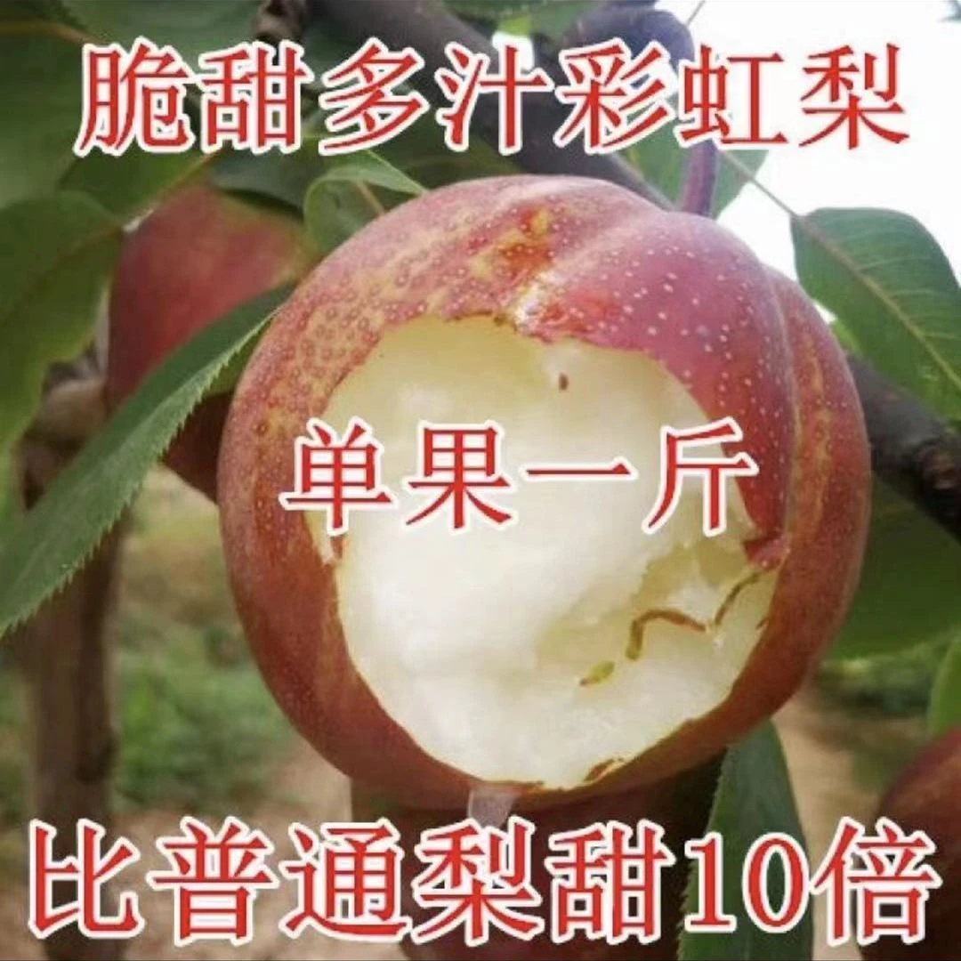 梨树苗早酥红梨树苗彩虹梨子果树苗南北方种植特大号梨苗当年结果