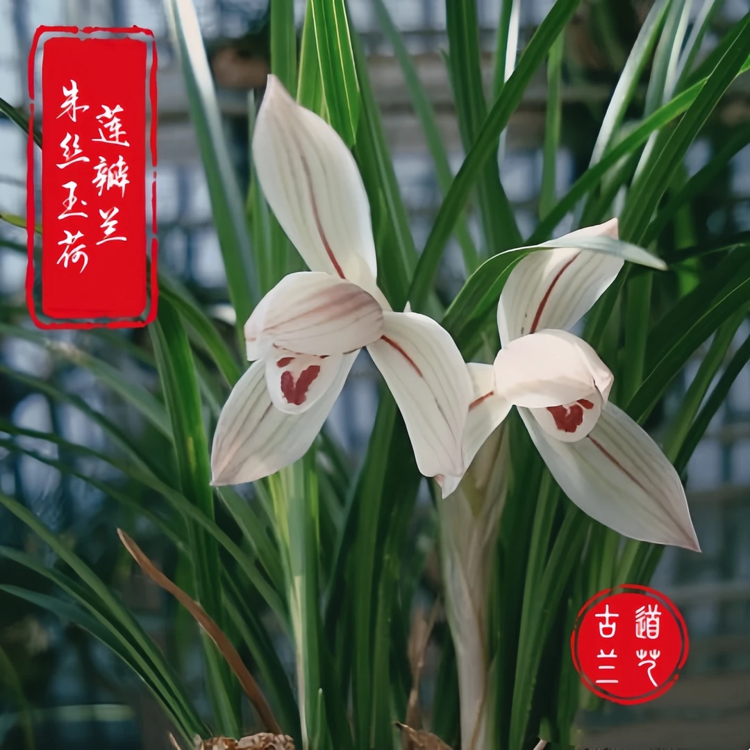 【莲瓣兰-朱丝玉荷】古道兰艺无温室易养活阳台养兰