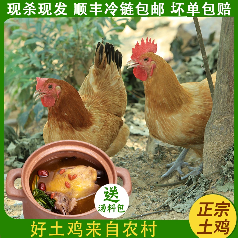 【小牛蛋蛋】农家散养土鸡2年老母鸡新鲜现杀炖汤滋补月子鸡