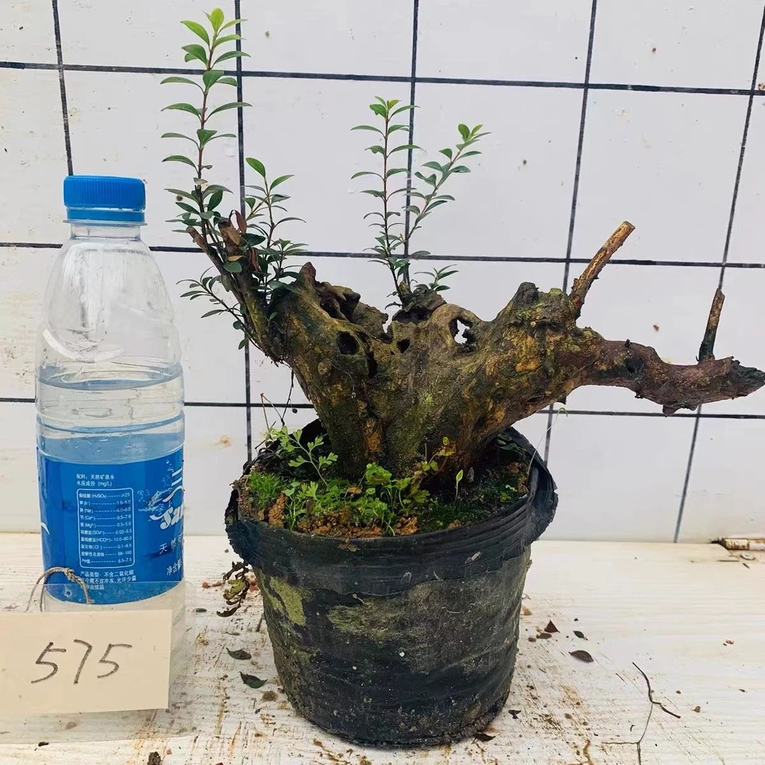 盆景三叶红芽树桩小叶熟桩室内阳台绿植盆栽天然木质花卉包邮