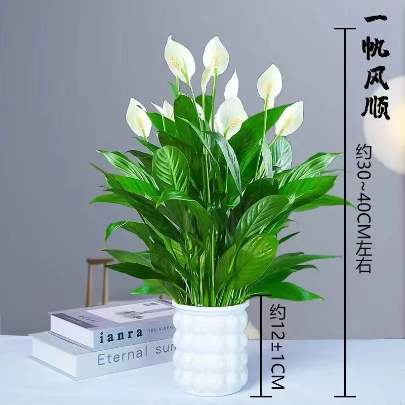 红掌白掌一帆风顺盆栽水培水养卧室客厅绿植摆放花卉好养四季常青