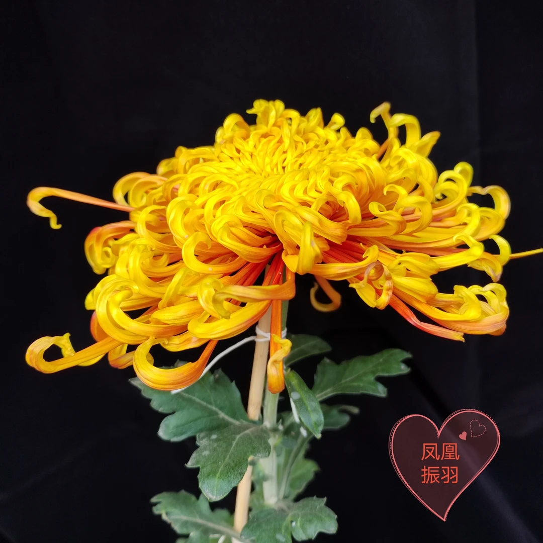 徐少菊花包对版九月菊精品品种菊花十大名菊带盆发货当年盆栽开花