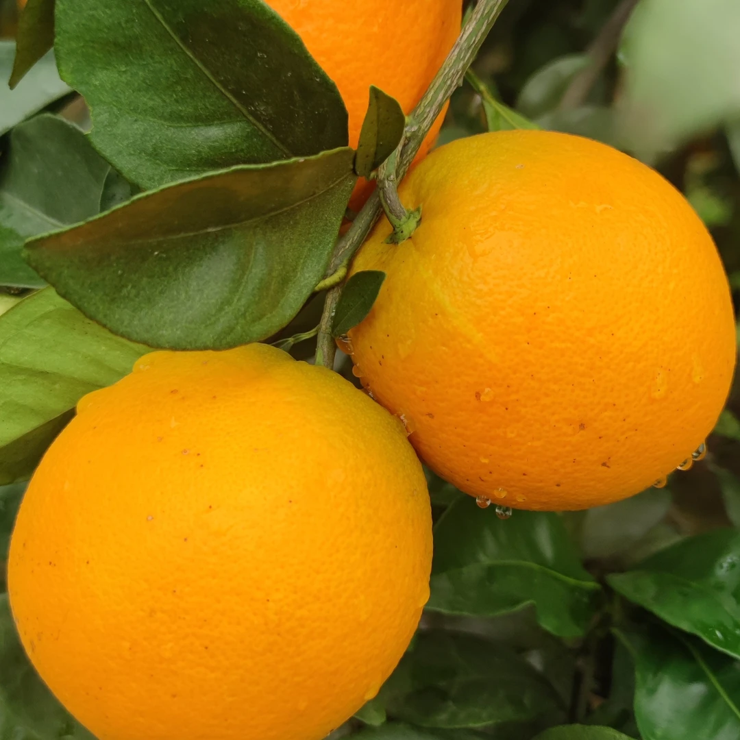 江西万安富硒脐橙母橙现摘现发橙子产地直发10斤20斤