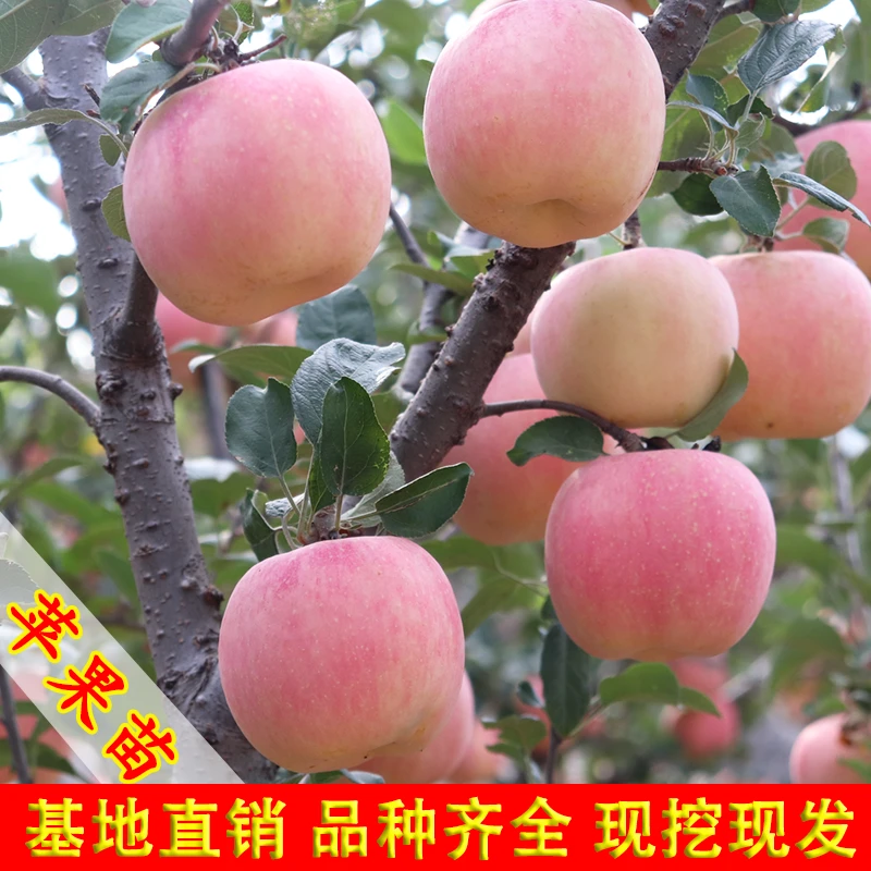 苹果树苗 嫁接鸡心果 南方北方种植 盆栽地种