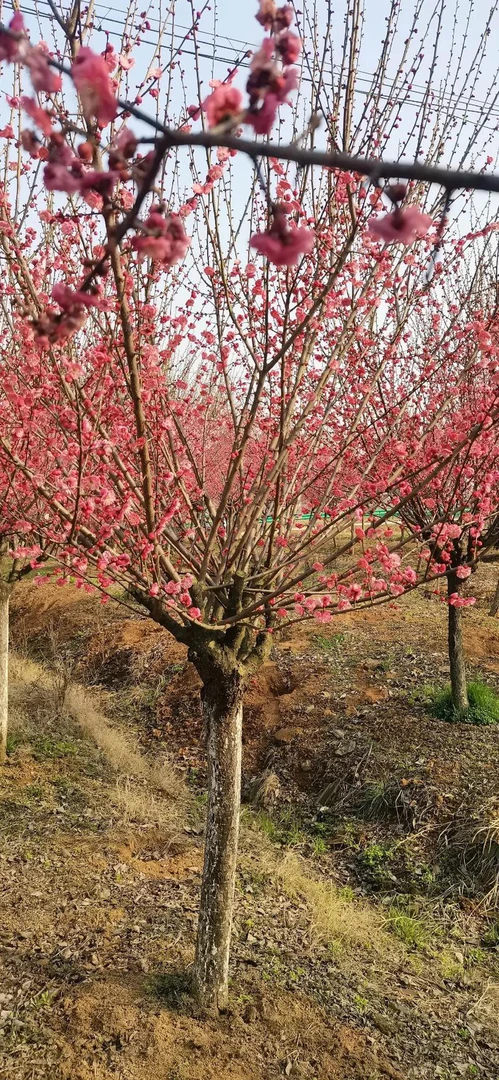 原生骨里红梅花耐寒耐耐旱好养土球口袋修剪包装发货