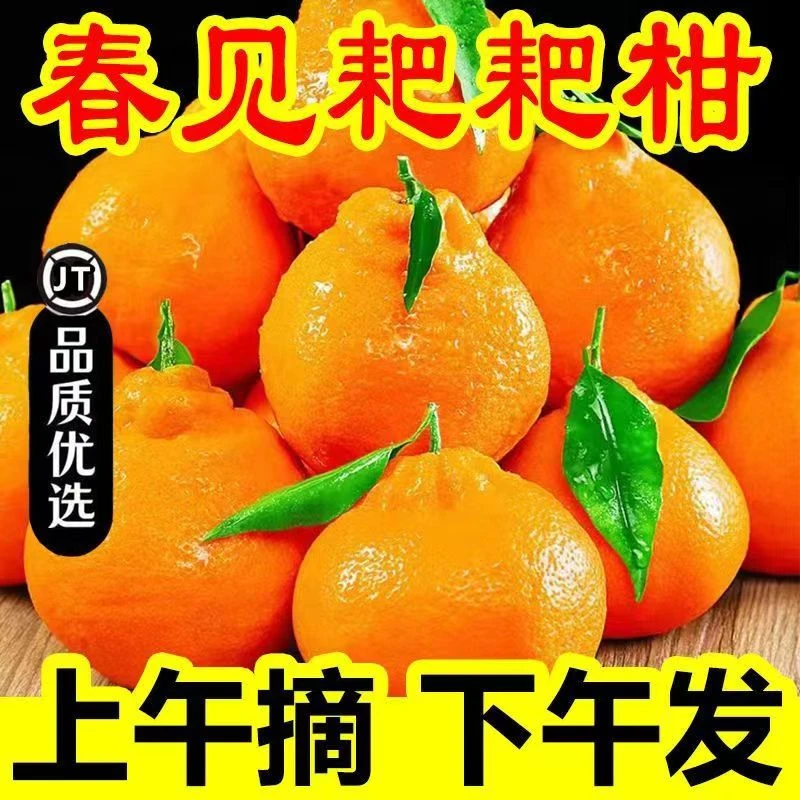 【与辉同行东方甄选】正宗四川春见耙耙柑整箱桔子当季果园比丑橘甜