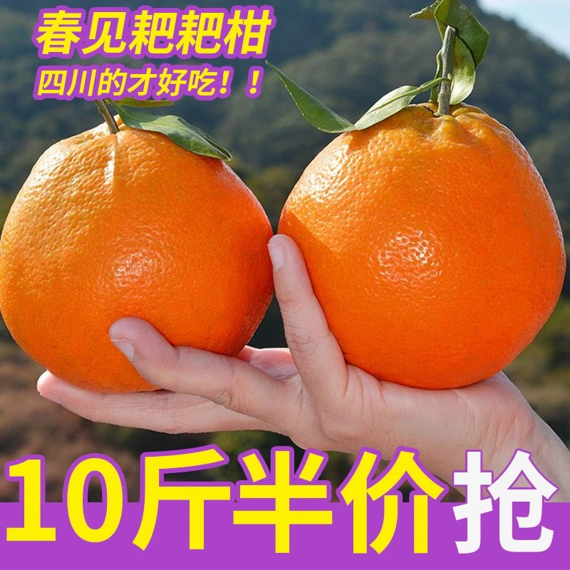 【与辉同行东方甄选 】四川春见耙耙柑5-8斤整箱丑八怪橘子甜桔新鲜