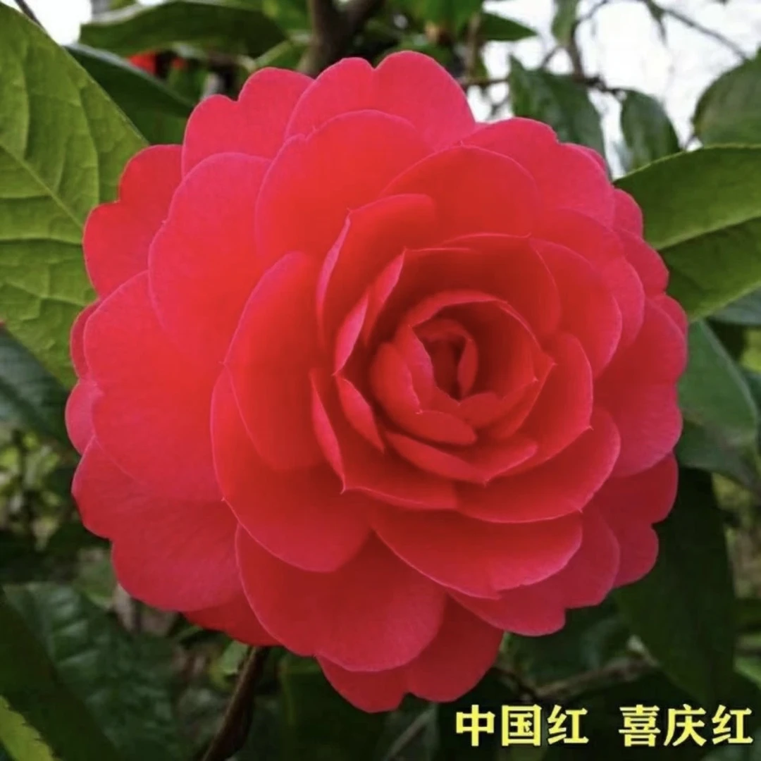 名贵花卉 红赤丹山茶花盆栽带花苞 阳台庭院植物花卉 四季开花