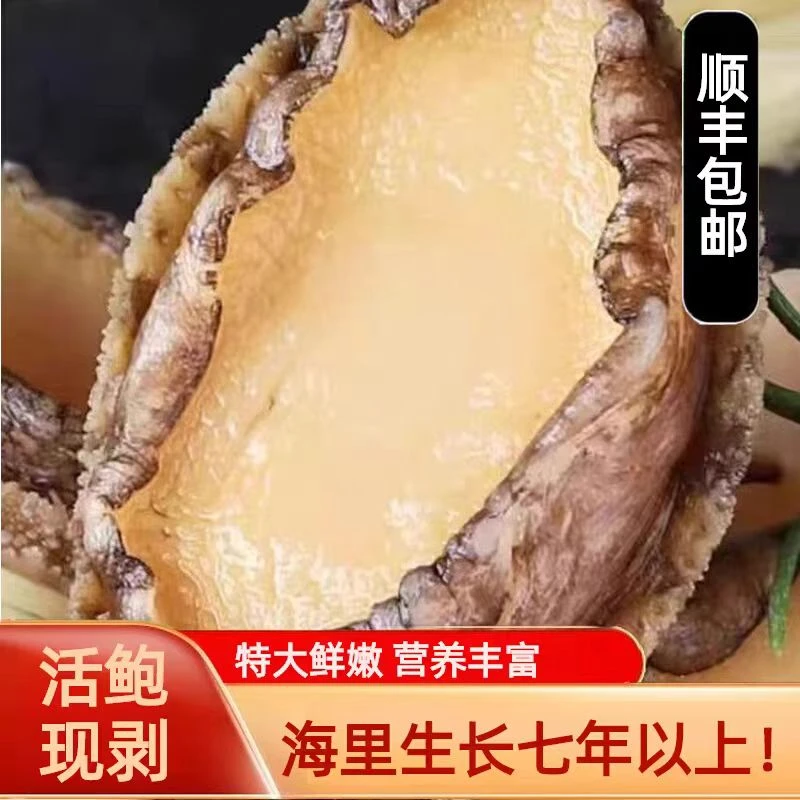 鲜冻鲍鱼肉3头鲍10粒左右 鲜活冷冻去牙去壳活鲍现剥火锅食材