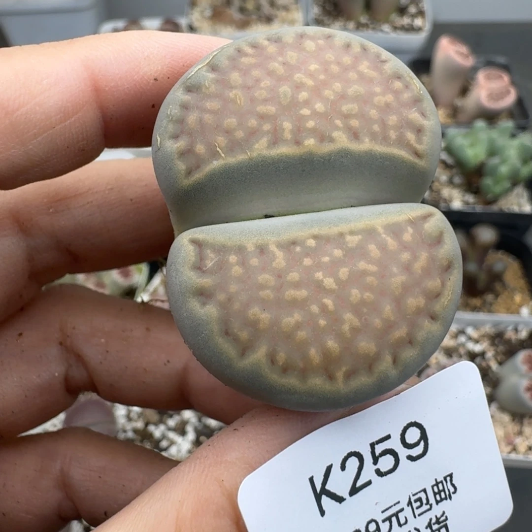 39包邮259福利1111