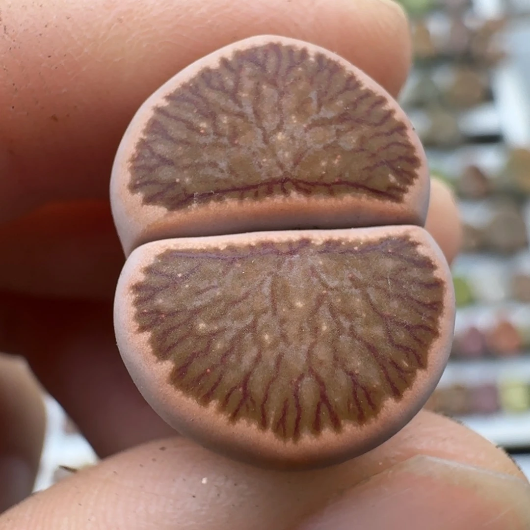 39包邮946福利腿长