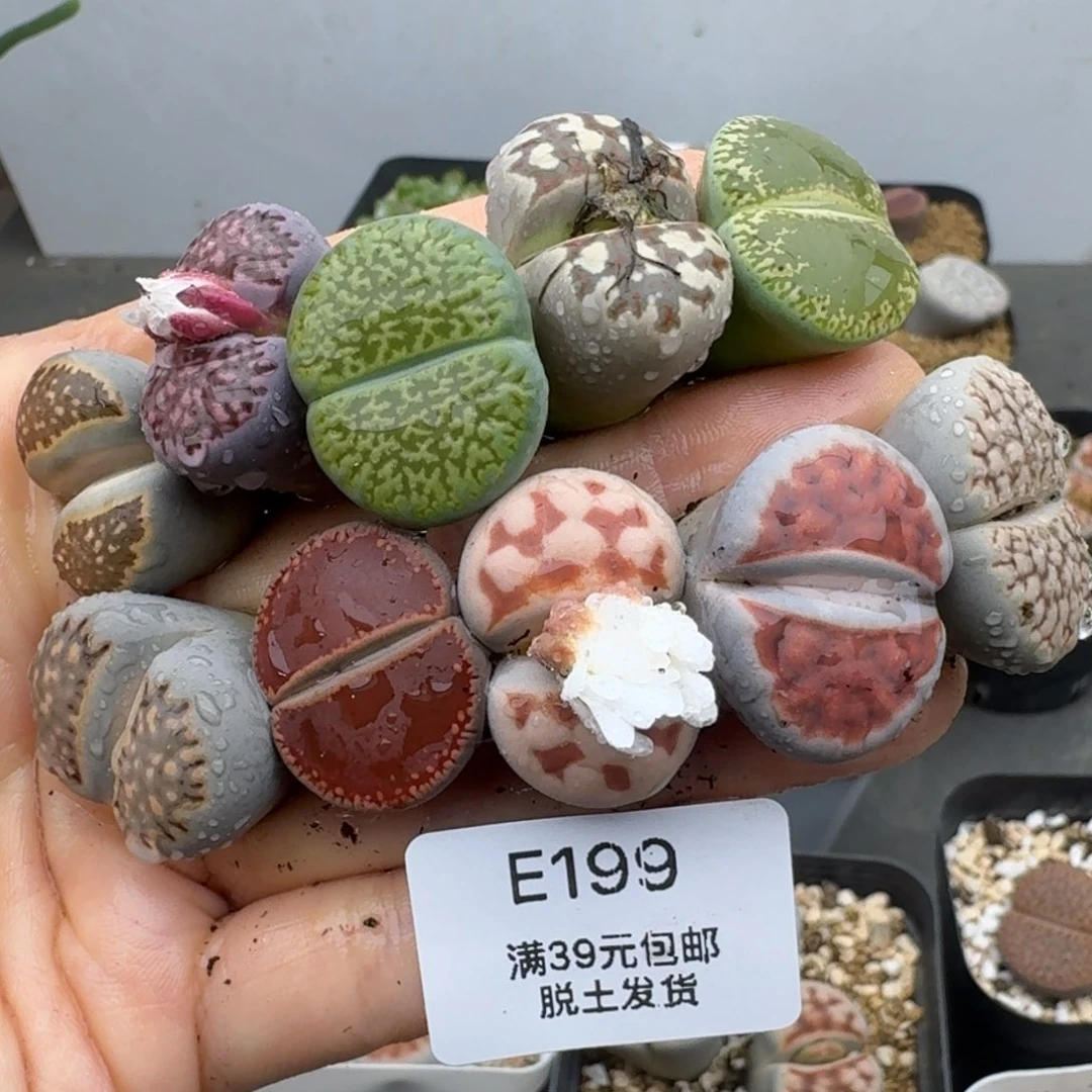 39包邮199福利111111