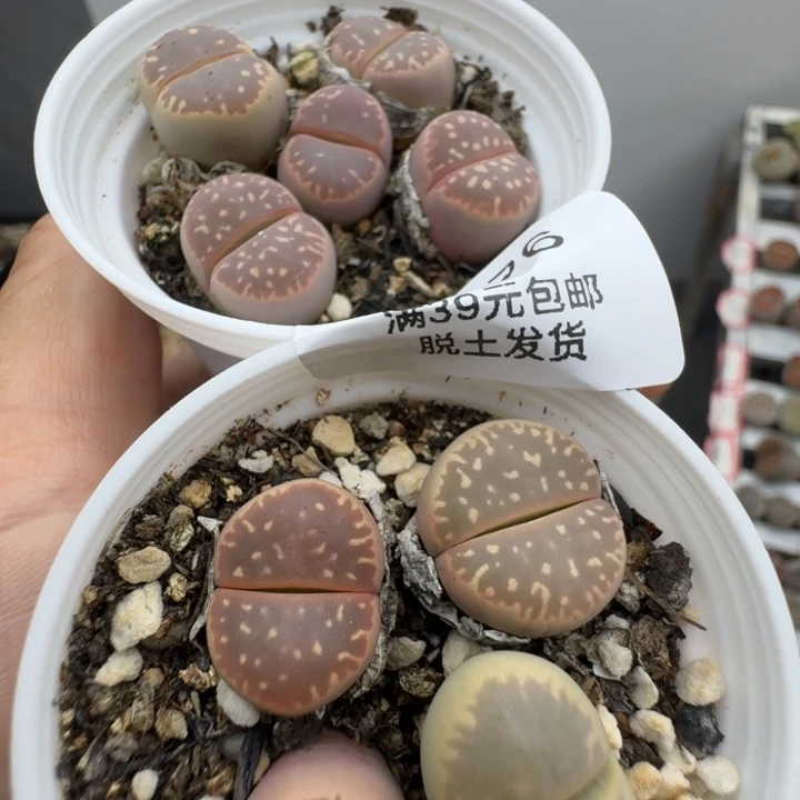 39包邮876福利11111