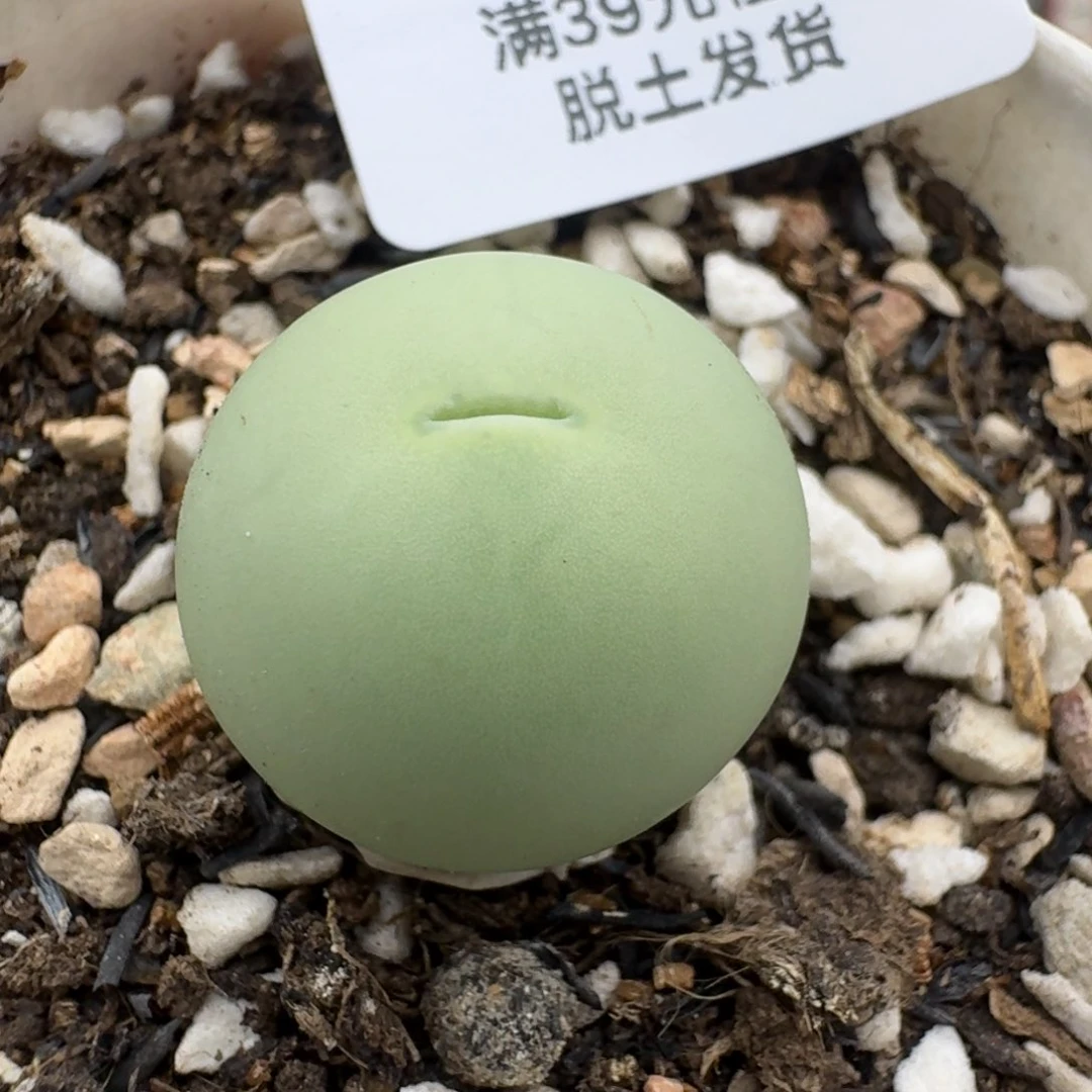 39包邮531福利鸽子蛋