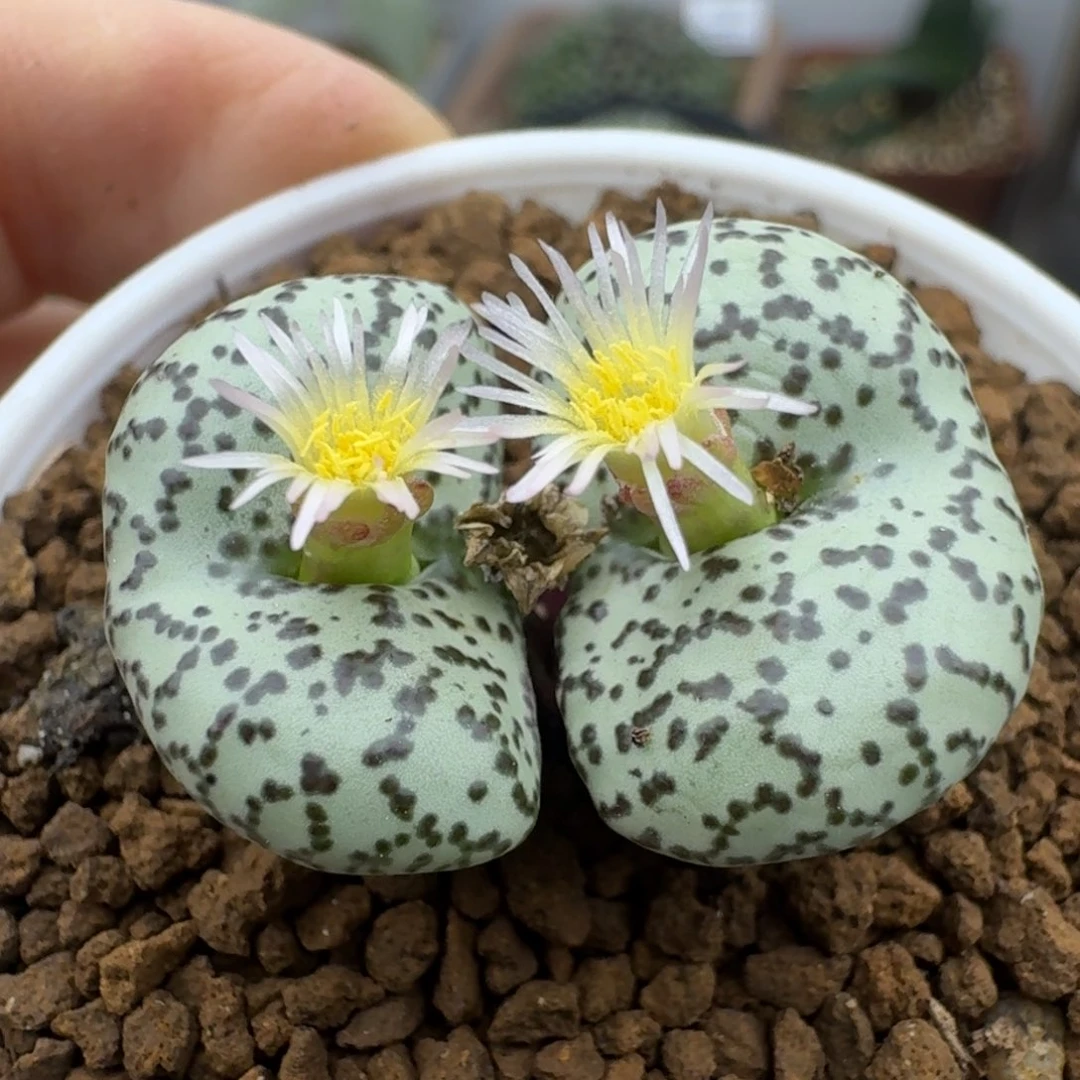 39包邮619福利111111