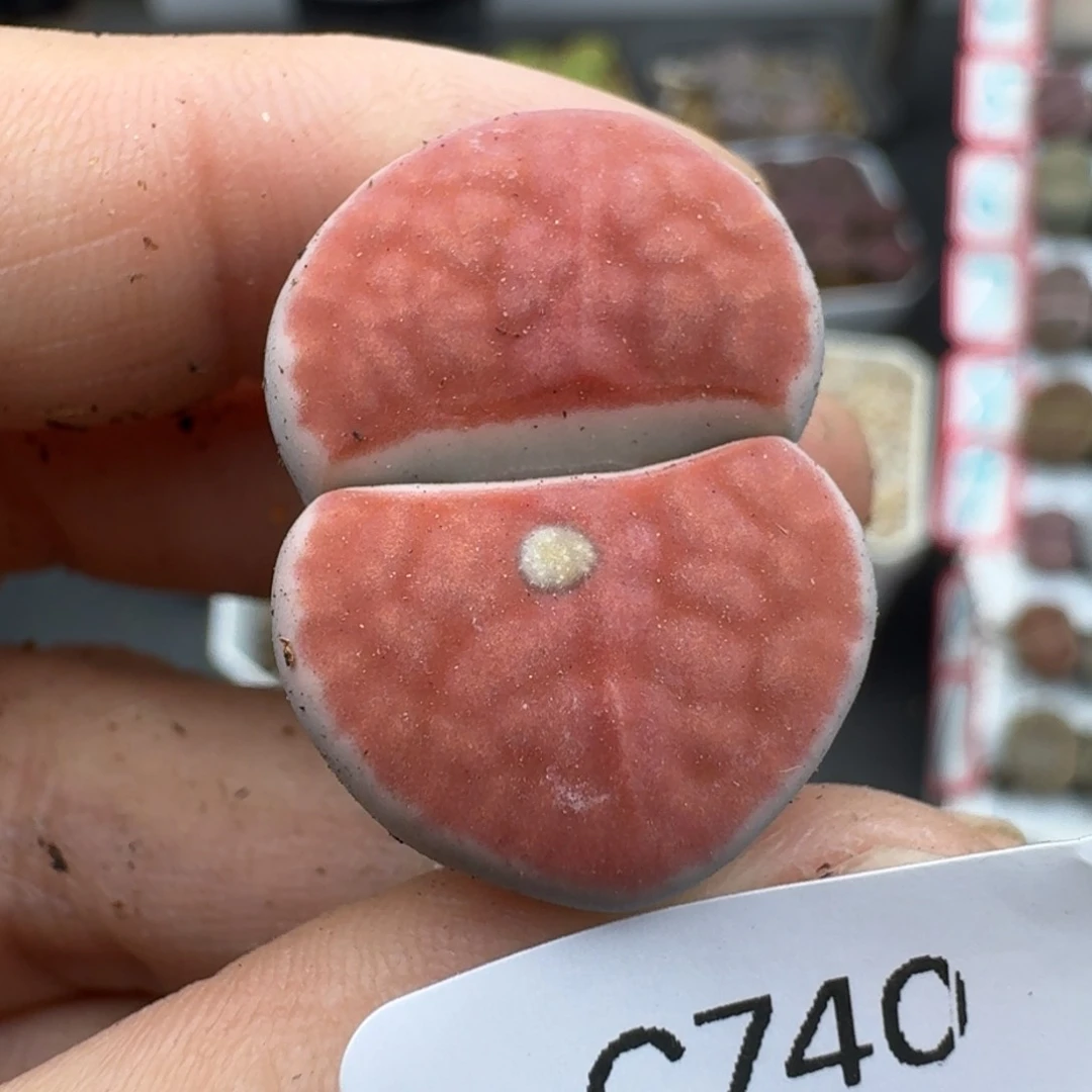 39包邮740福利有疤点