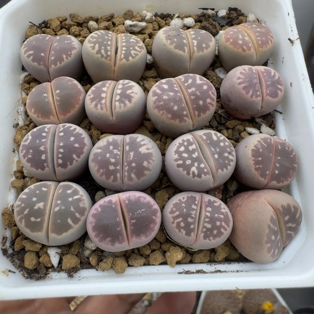 39包邮5福利111111