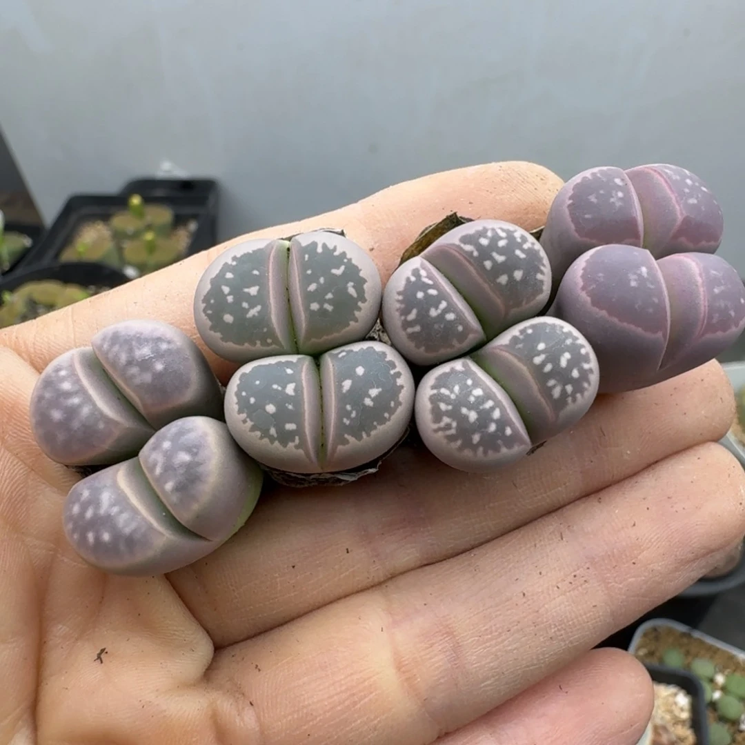 39包邮43福利111111