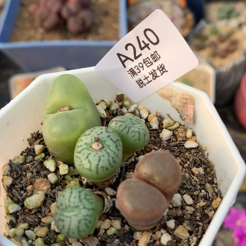 【闪购商品】39元包邮
