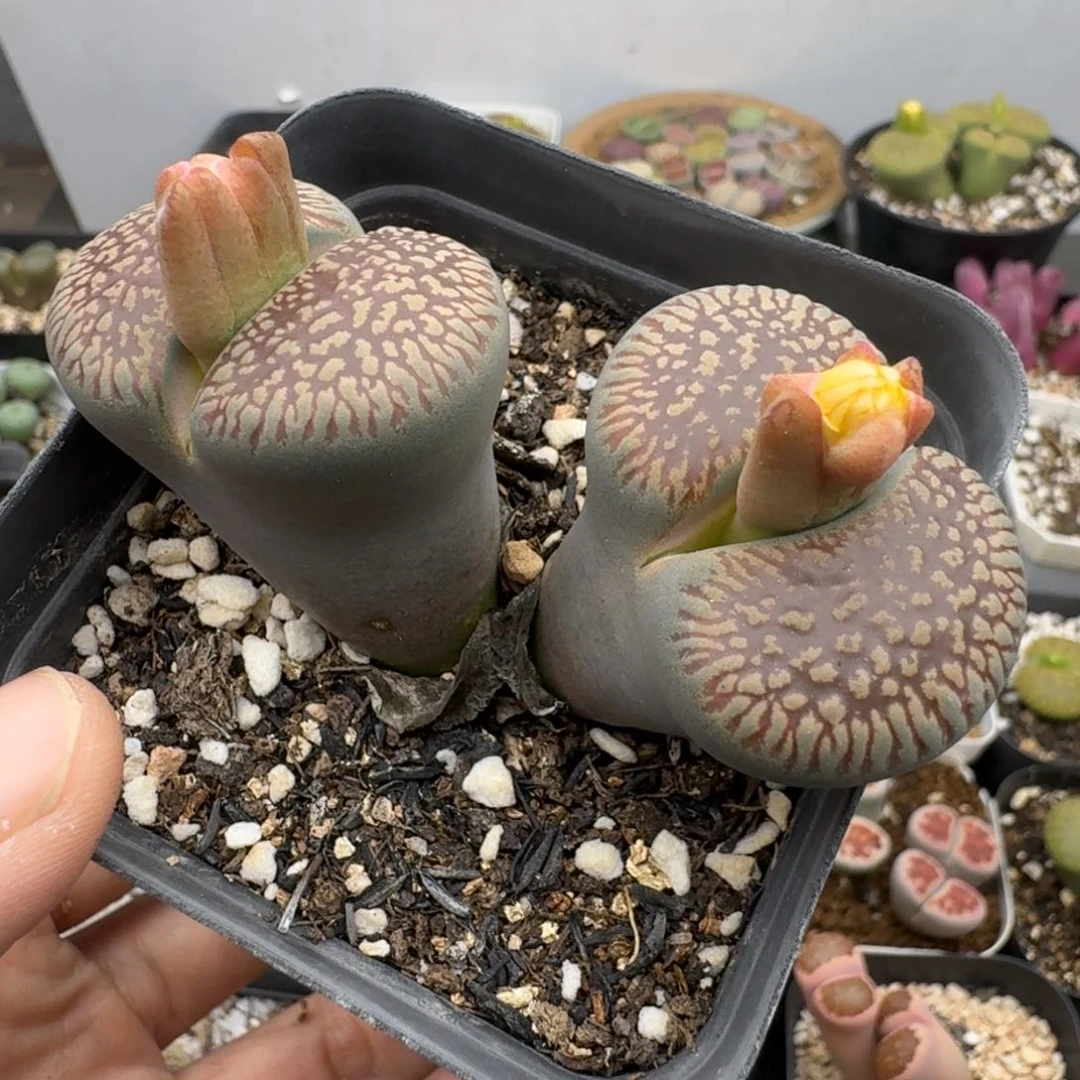 39包邮583腿长红光阳介意勿拍