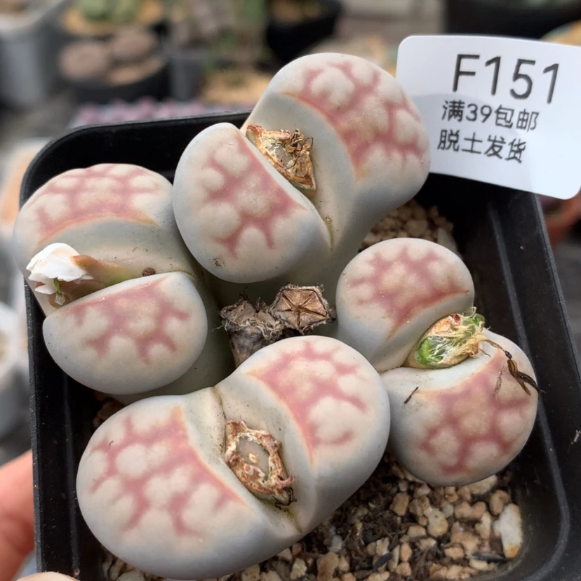 【闪购商品】39包邮