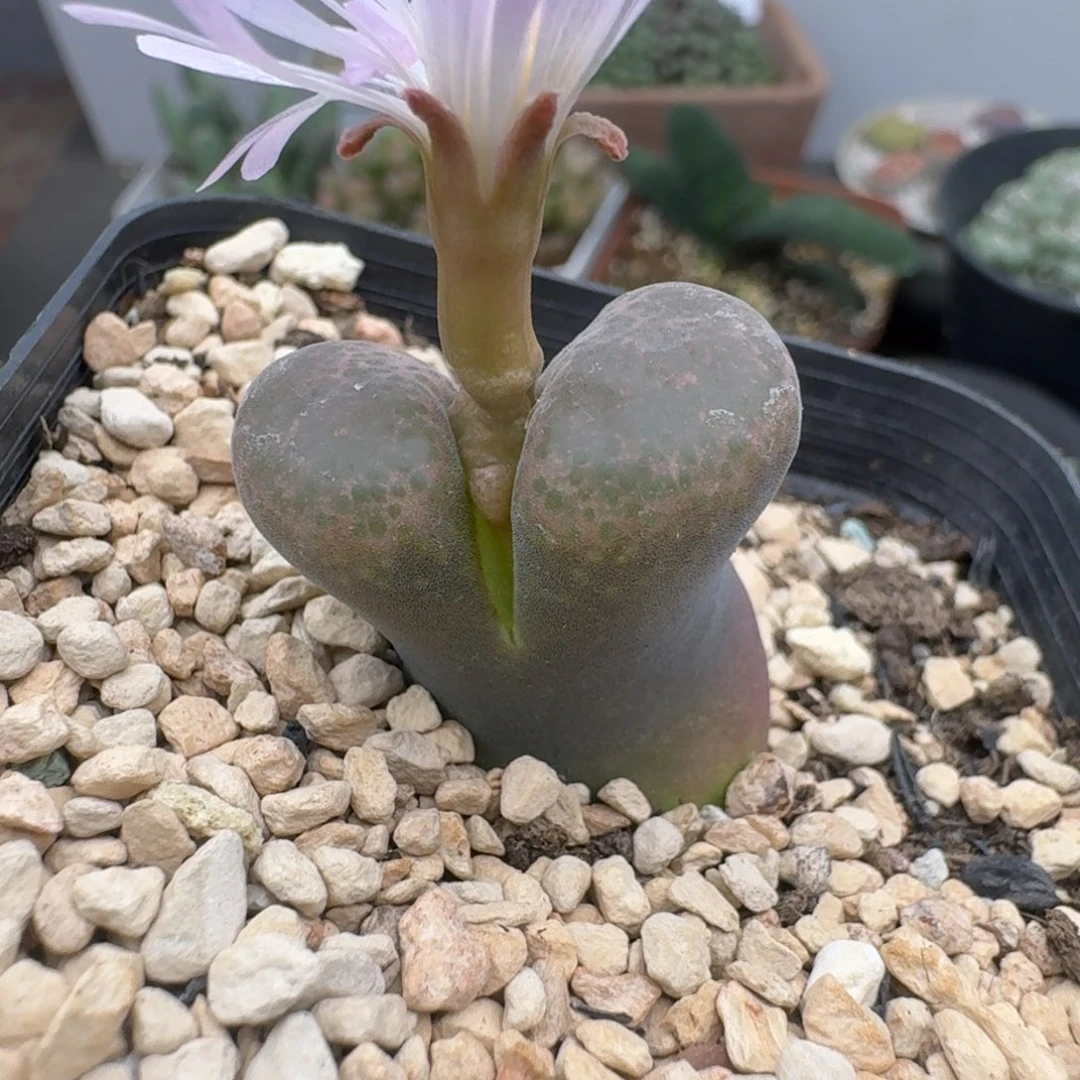 39包邮125福利11111