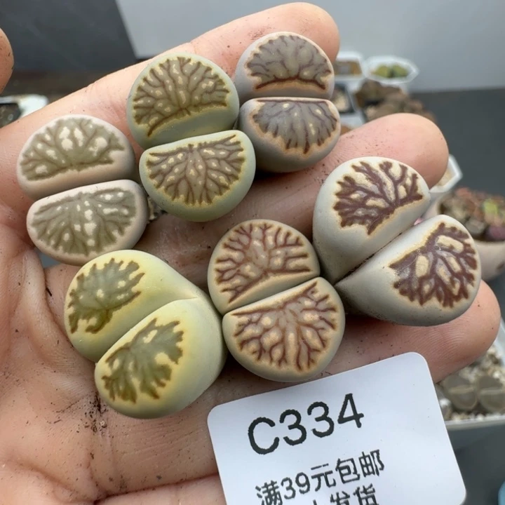 39包邮334福利菊彩套