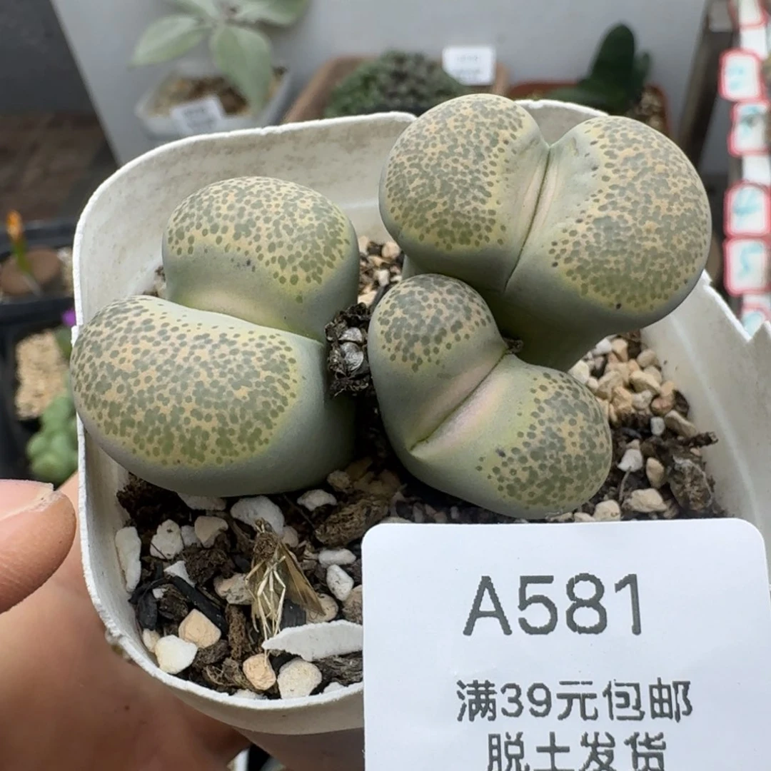 39包邮581福利腿长介意勿拍