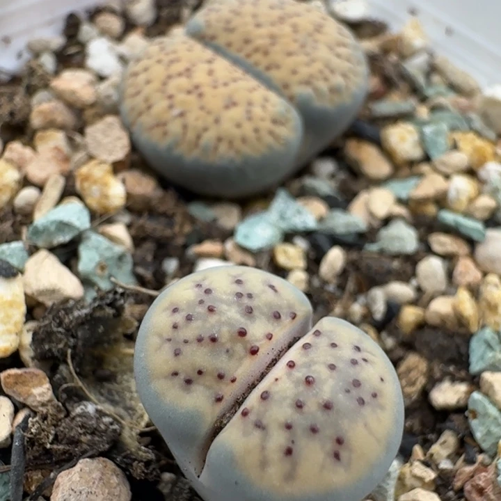 39包邮991腿长福利血点朝贡