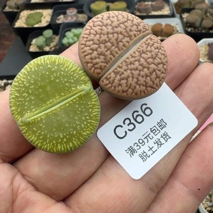366哈哈哈哈哈哈哈哈