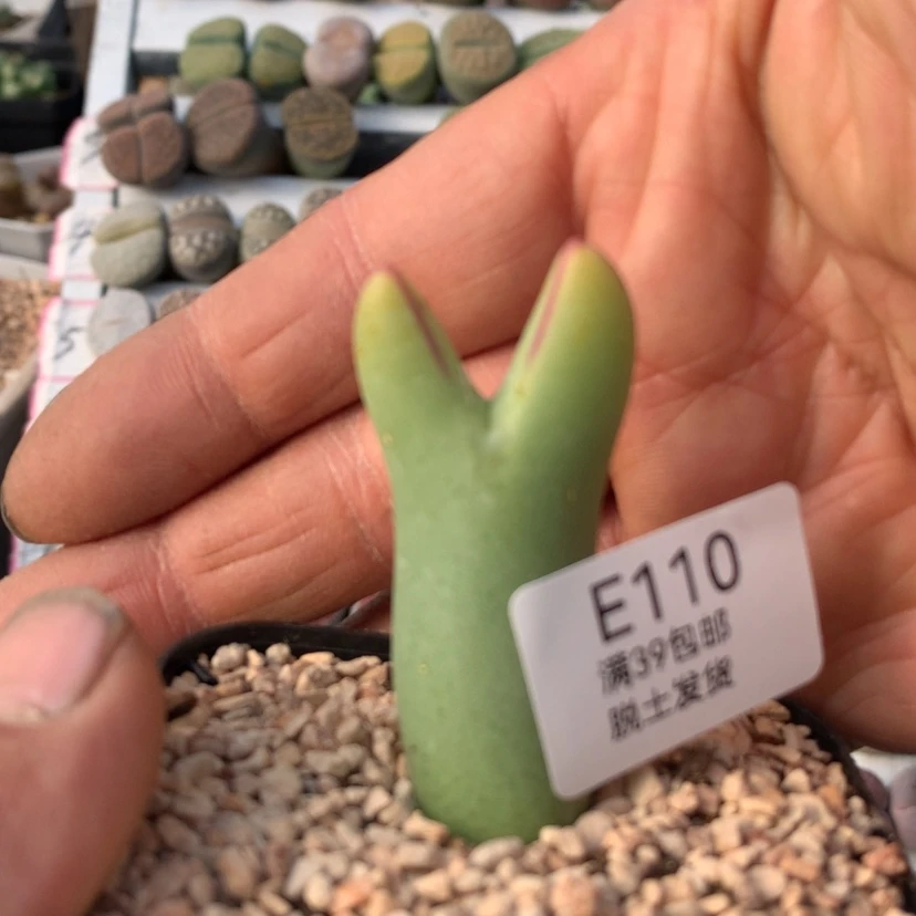 【闪购商品】110号