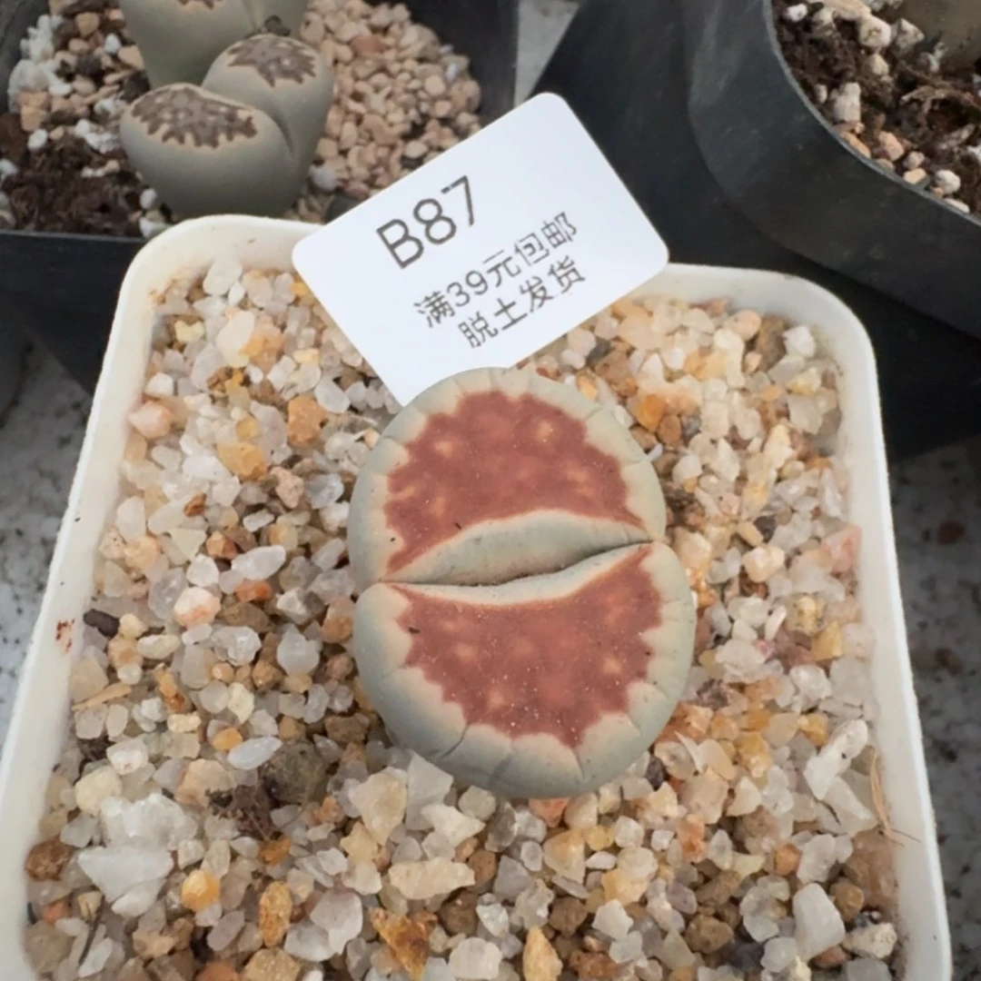 87哈哈哈哈哈哈哈哈哈