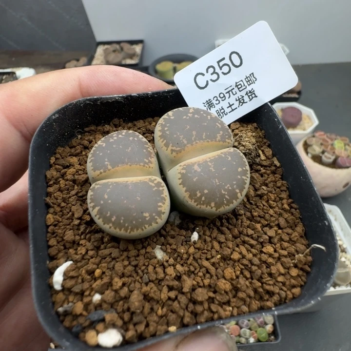350哈哈哈哈哈哈哈哈