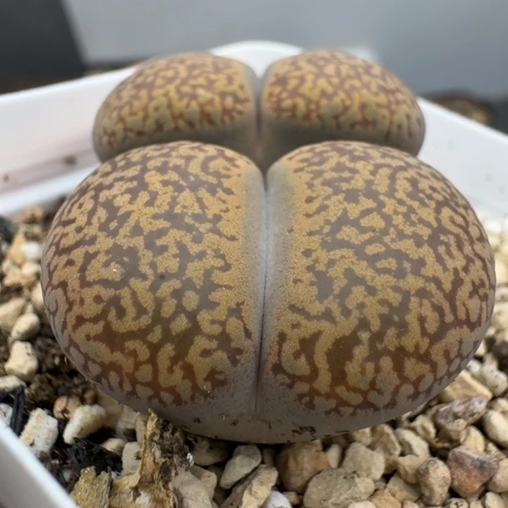 39包邮690福利蛋糕日轮
