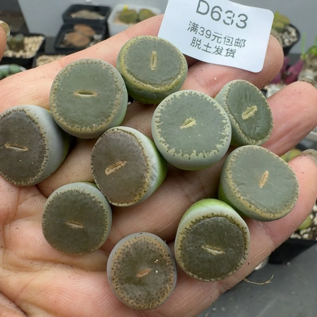 633哈哈哈哈哈哈哈哈哈哈哈