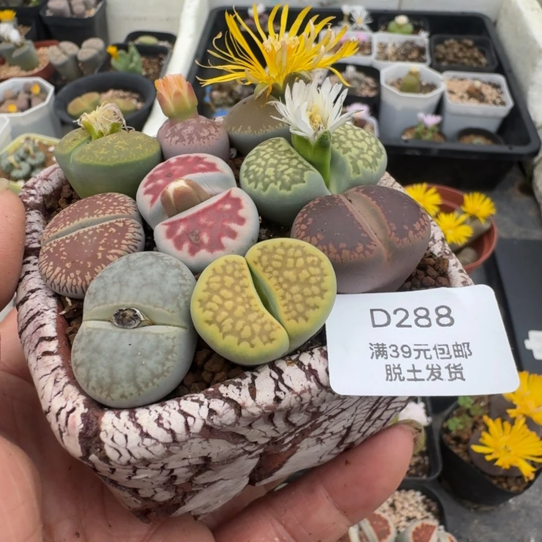 枫****鹿288哈哈哈哈哈哈哈哈哈哈