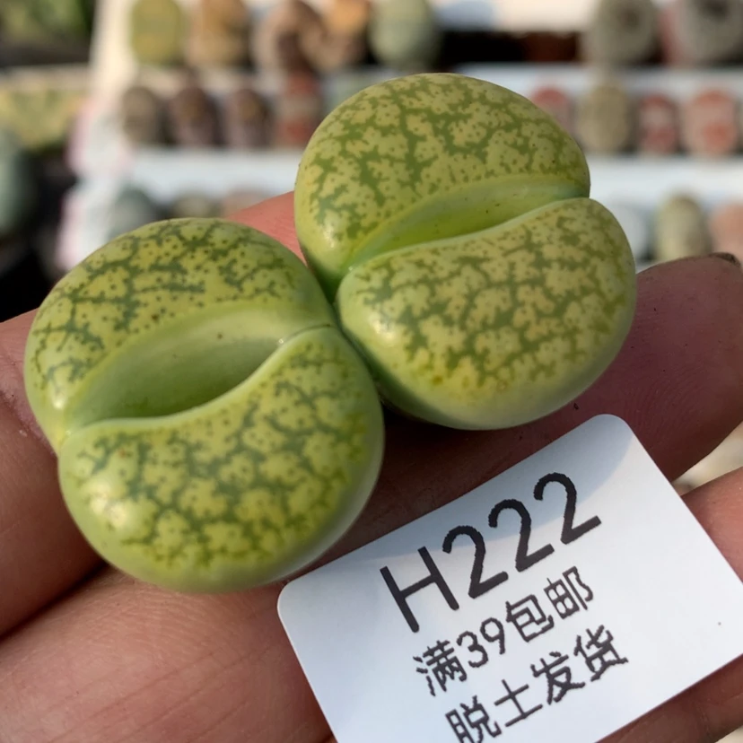 【闪购商品】咫尺之遥