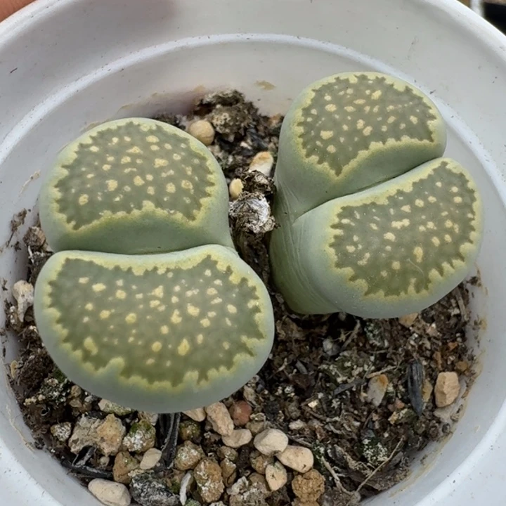 39包邮717腿长福利1111