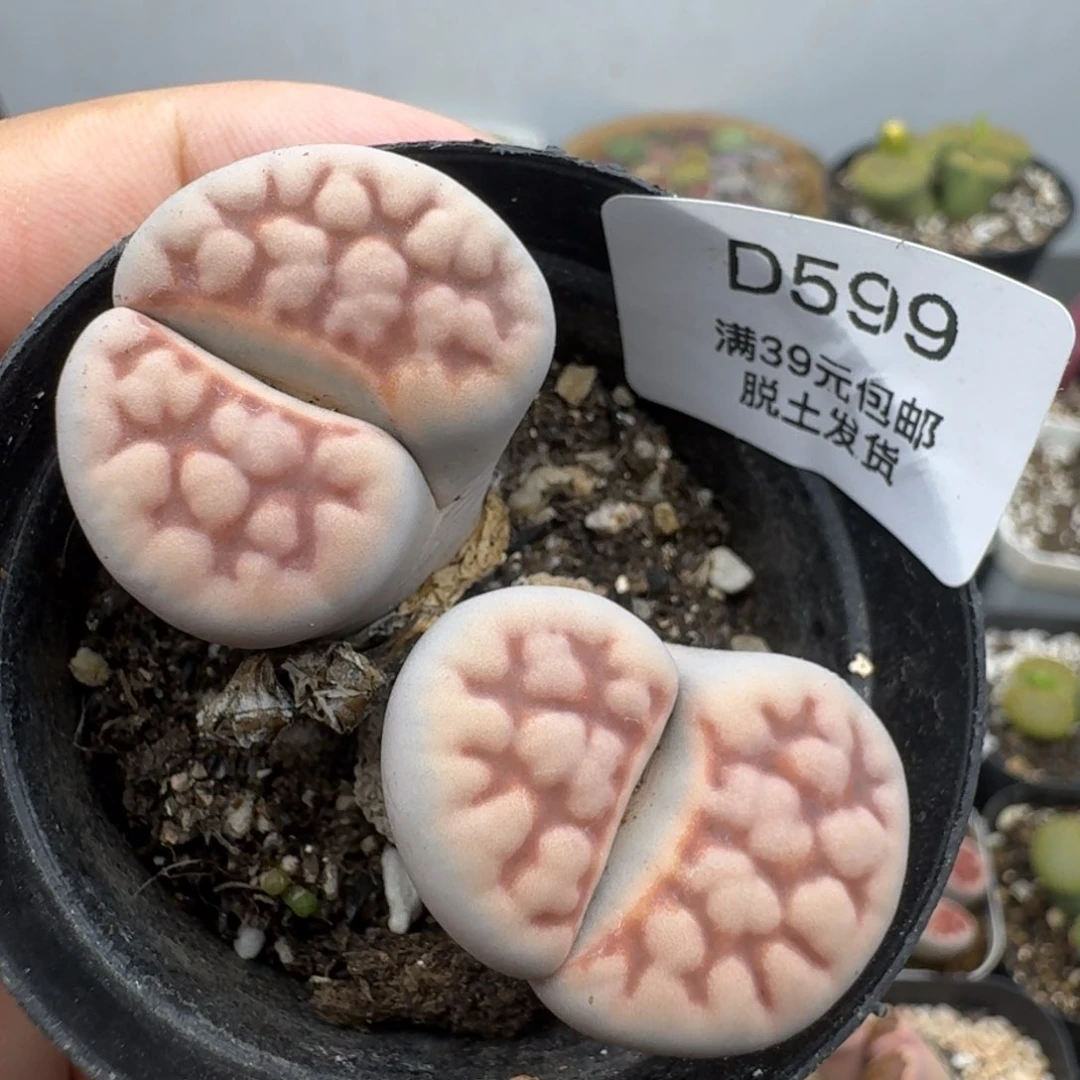 599恍恍惚惚恍恍惚惚