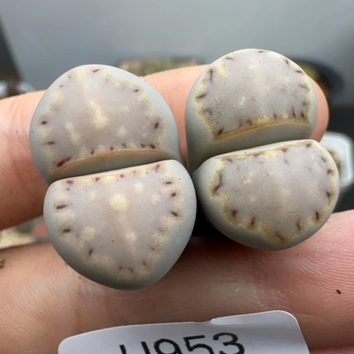 39包邮953福利饼干