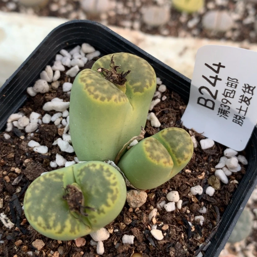 【闪购商品】244号