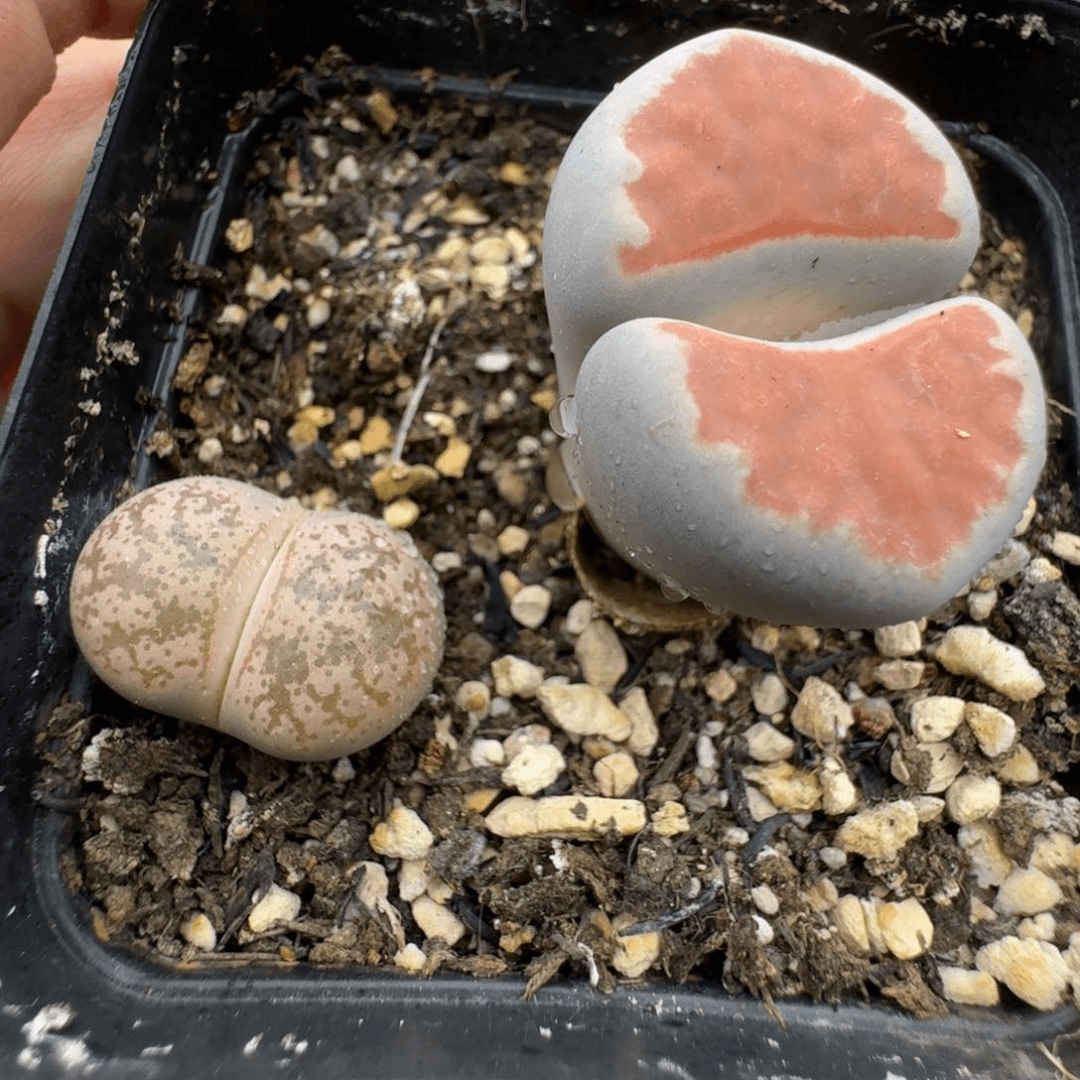 39包邮649腿长福利11111