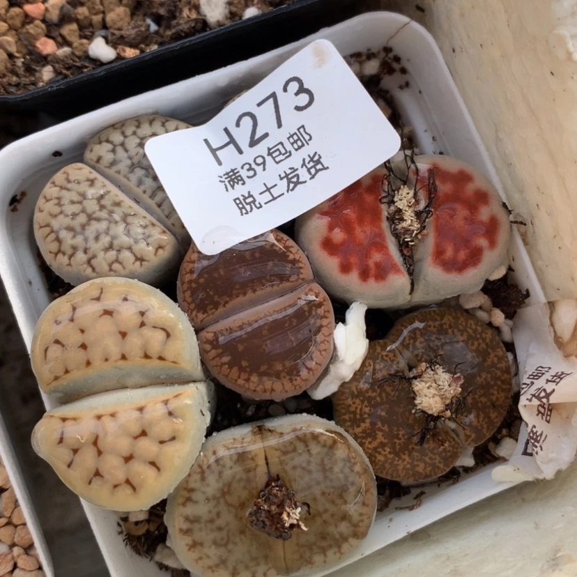 【闪购商品】273号