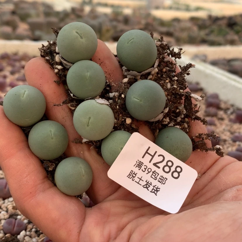 【闪购商品】慕*288号