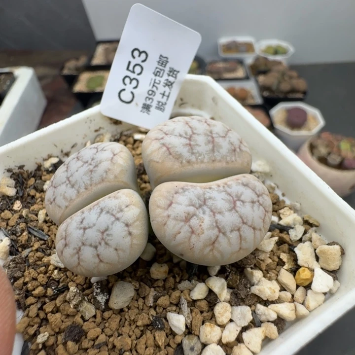 353哈哈哈哈哈哈哈
