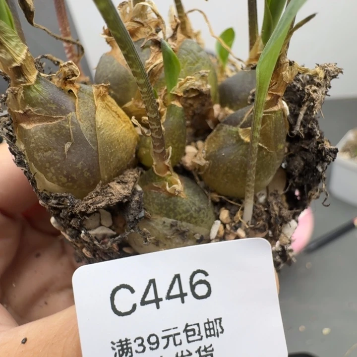 39包邮446福利1111