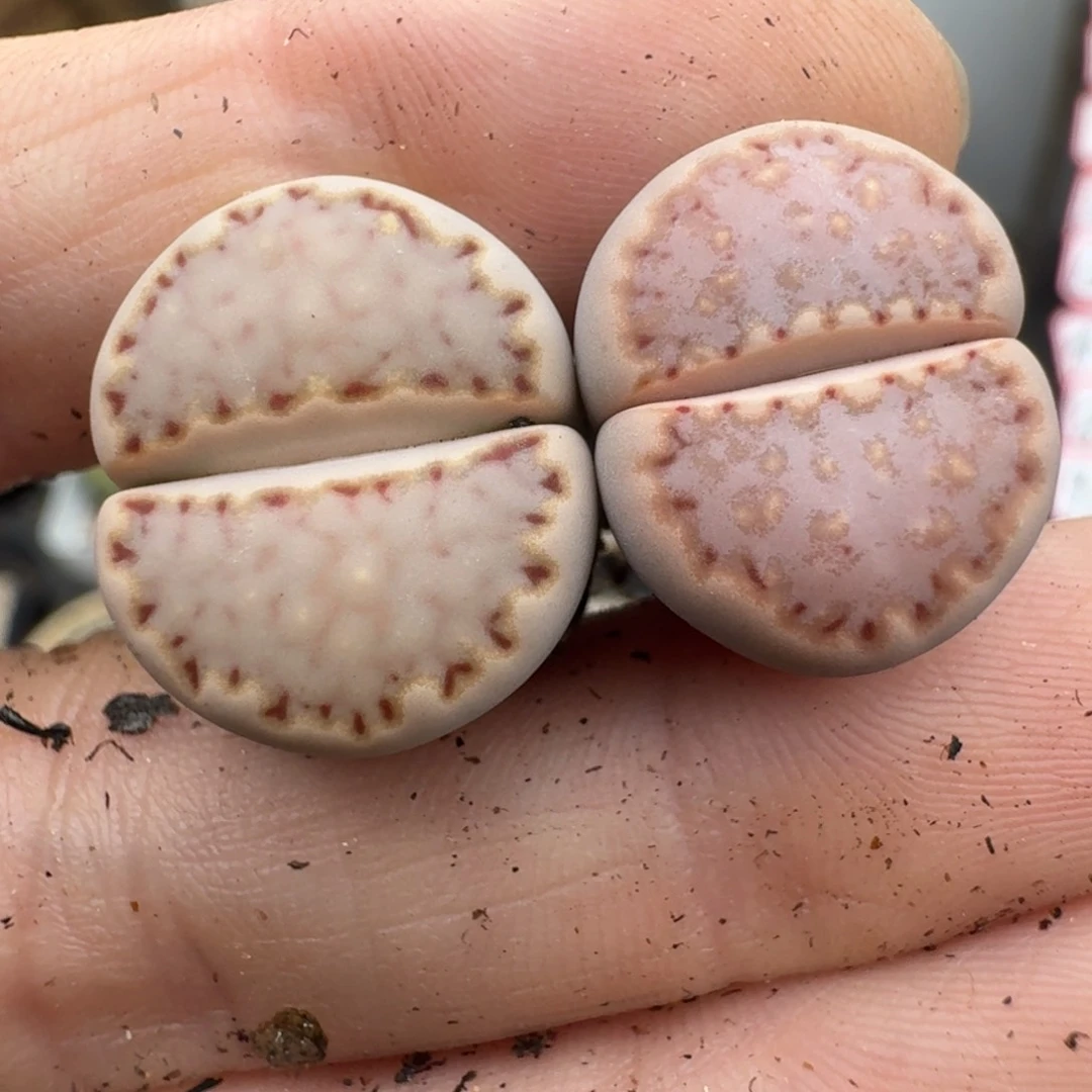 39包邮8福利饼干