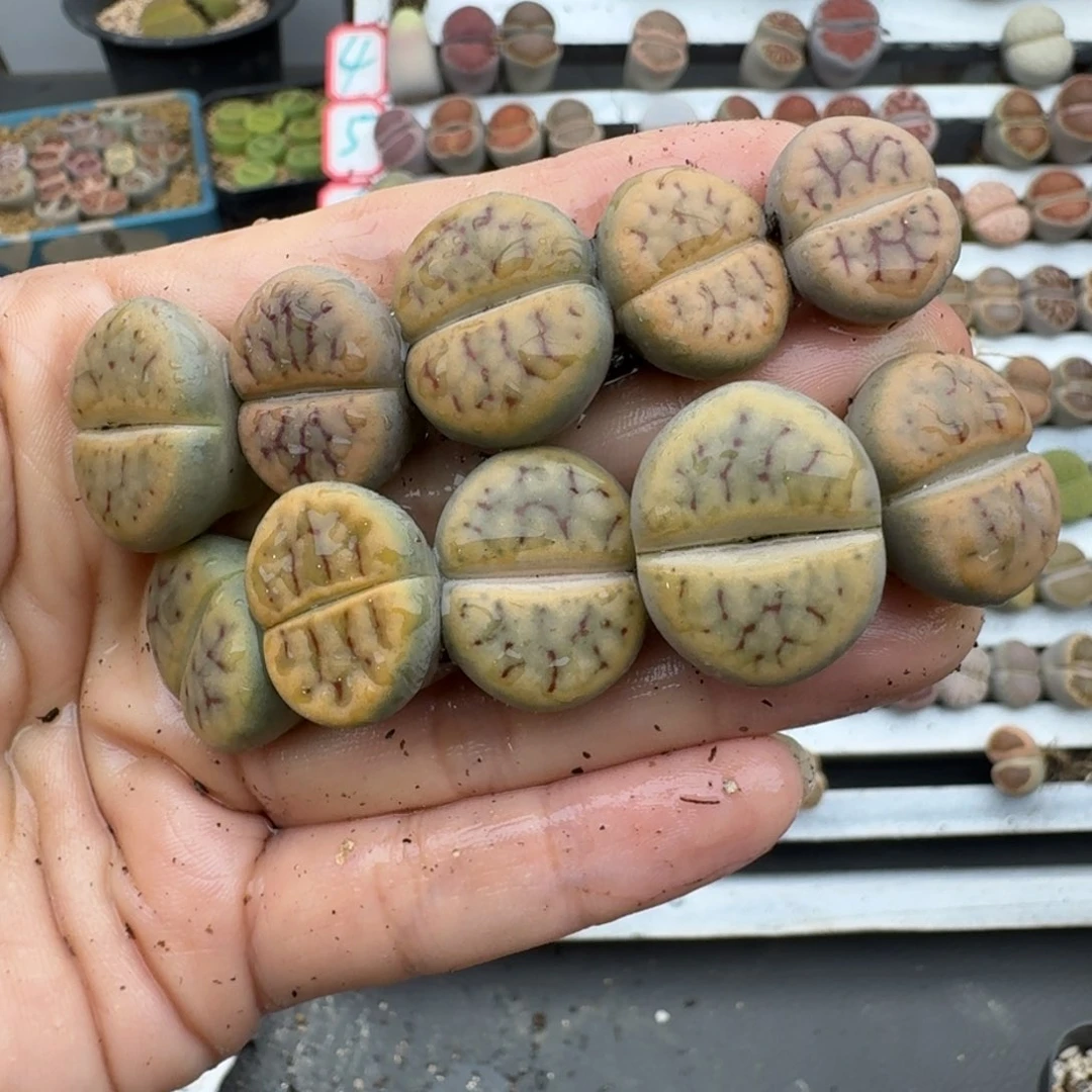 39包邮750福利招福玉