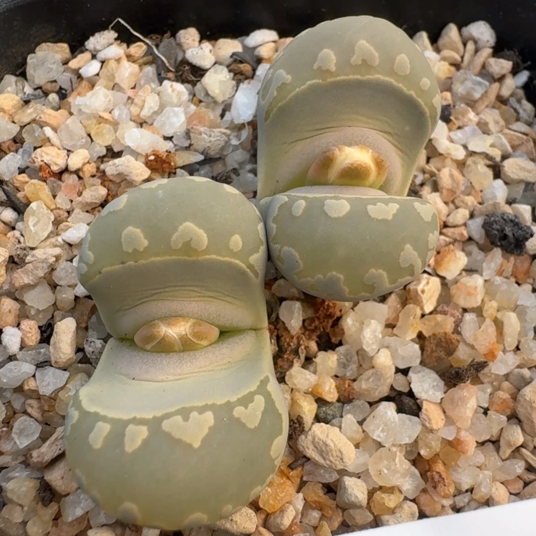 39包邮864福利111111