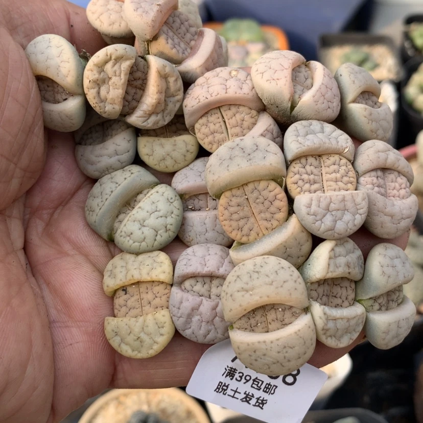 【闪购商品】39包邮